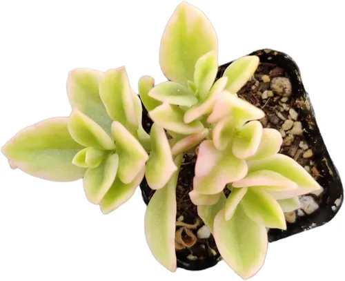 Miniatura 5 de Plantas de Cactus Suculentas Vivas (Maceta de 5 cm Echeveria Minima)