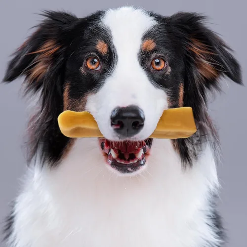 Miniatura 2 de PIMA - Masticables de queso canino, masticables naturales de yak para perros de 35 libras o más pequeños, sin lactosa, masticables de larga duración