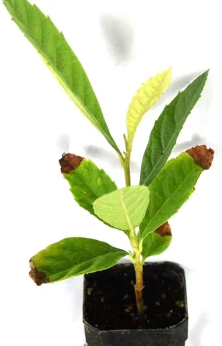 Miniatura 2 de Árbol de níspero dulce amarillo ciruela, enchufe para plantas de 4 a 7 pulgadas de alto, fácil de cultivar, cultivado a partir de semillas de 7 a 12