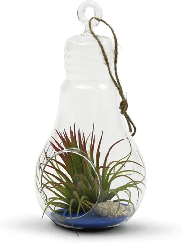 Miniatura 6 de WGV - Terrario de cristal colgante para plantas, ancho de 3 pulgadas, altura de 6 pulgadas, bombilla de aire para suculentas, jarrón transparente