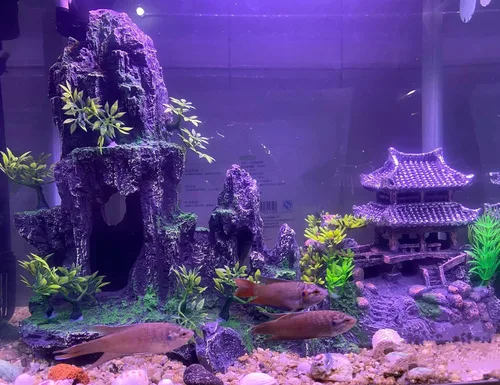 Miniatura 5 de AWXZOM Kit de decoración de acuario extra grande – "Templo antiguo en la montaña", decoraciones japonesas de acuario de resina, castillo, decoración