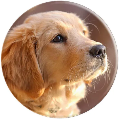 Miniatura 4 de Golden Retriever Puppy – PopSockets Grip y soporte para teléfonos y tabletas