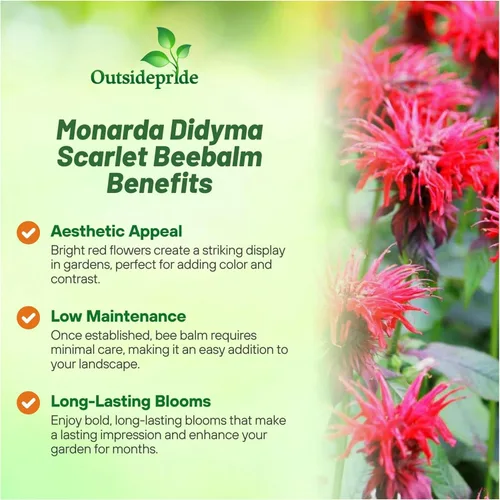 Miniatura 3 de Outsidepride Semillas de Bálsamo de Abeja Escarlata - 250 Piezas Semillas de Monarda Didyma Perennes, Fáciles de Cultivar y Amigables