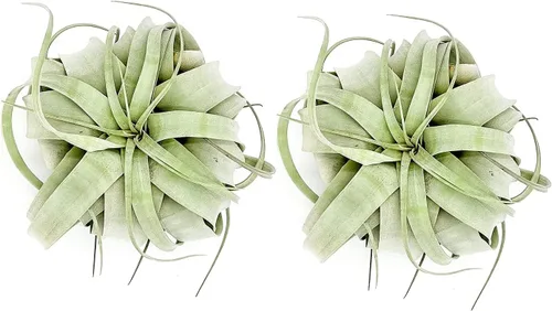 Miniatura 15 de ragnaroc Plantas de aire – Tillandsia Xerographica, gigante de 9-14 pulgadas – 1 unidad – Llegada viva garantizada – Plantas