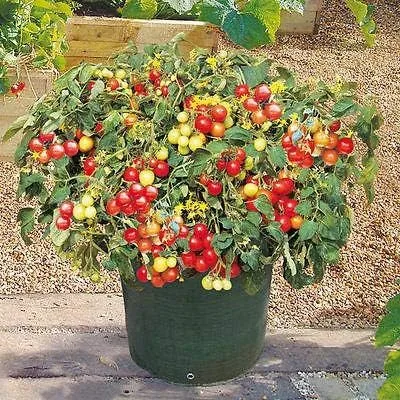 Miniatura 3 de 10 Semillas Italiano Patio Cherry Tomate-vigorosa Producción!-Fruta muy dulce!!