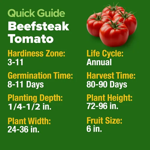 Miniatura 2 de HOME GROWN Semillas de tomate Beefsteak más de 300 semillas tradicionales sin OMG para plantar, alta germinación, indeterminado, tomate grande