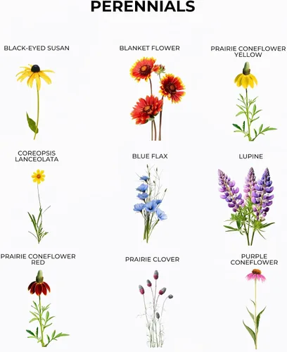 Miniatura 7 de Tactiko Garden Mezcla de 26 Semillas de Flores Silvestres, 120,000+ semillas de 4 oz Save The Bees Semillas de Jardín de Flores Silvestres, Semillas