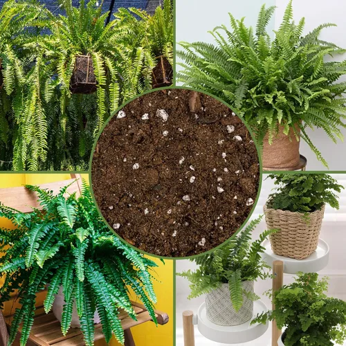 Miniatura 6 de Soil Sunrise Mezcla de tierra para macetas de plantas de helecho (8 cuartos de galón) Mezcla mezclada a mano personalizada para jardinería