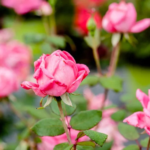 Miniatura 5 de Doble Rosa Ko 1 Galón