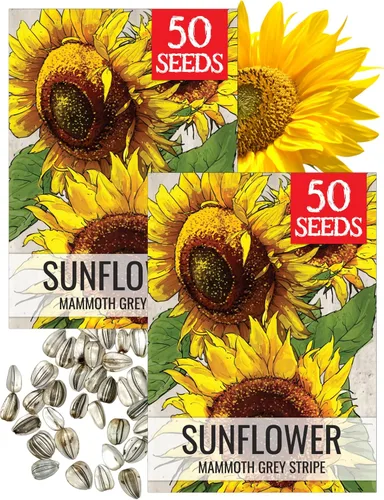 Miniatura 39 de Seed Needs Semillas de girasol para plantar girasoles de manchas solares enanas, semillas de flores de corte anual de polinización abierta