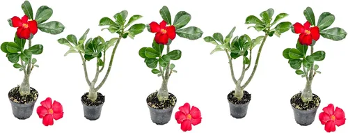Miniatura 8 de ragnaroc Suculentas vivas – Rosa del desierto Adenium Obesum 15-25 cm de altura en maceta de 10 cm - 1 unidad - El color al florecer puede ser rosa