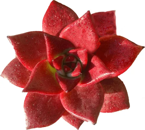 Miniatura 9 de Plantas suculentas vivas, Echeveria Onslow variegada de 3.2 pulgadas, Plantas de interior mini, Planta viva de raíz desnuda sin tierra, Plantas