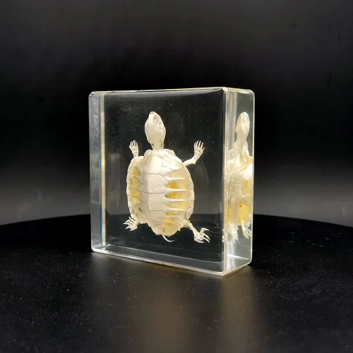 Miniatura 2 de Especímenes de esqueleto de tortuga real en manualidades de pisapapeles de resina, colección de taxidermia de animales para educación científica