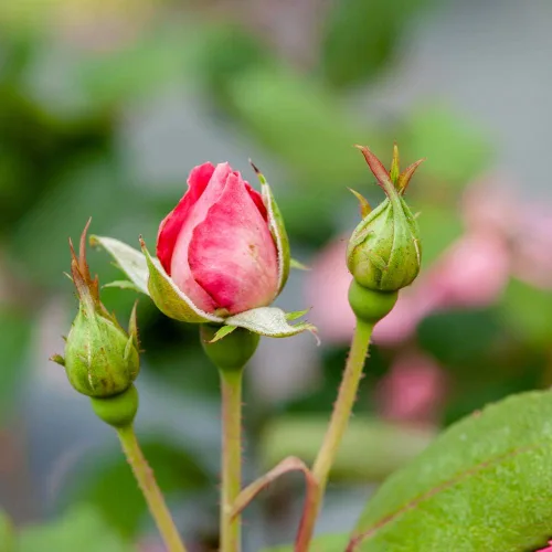 Miniatura 4 de Doble Rosa Ko 1 Galón