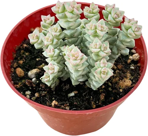 Miniatura 14 de Sprout N Green Aeonium - Almohadilla de lirio, planta suculenta viva totalmente enraizada en maceta de 4 pulgadas, oficina en casa, decoración
