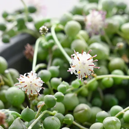 Miniatura 8 de Cadena de perlas (Senecio Rowleyanus) de 4 pulgadas, suculenta viva enraizada en macetas con mezcla de tierra, planta doméstica rara para decoración
