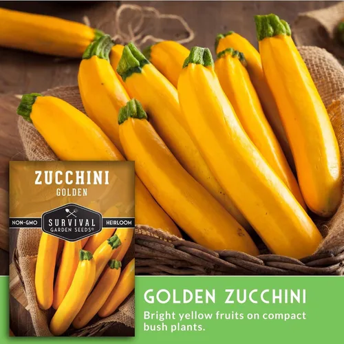 Miniatura 5 de Semillas de calabacín dorado para plantar, planta y cultiva verduras de calabacín amarillo en tu huerto casero, variedad de reliquia sin OMG