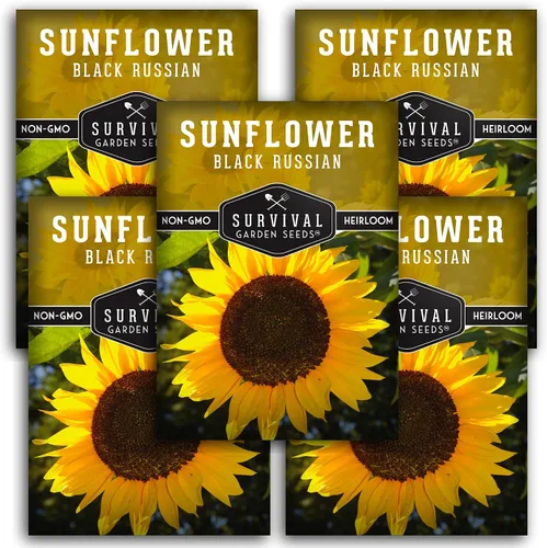 Paquete de 5 semillas de girasol ruso negro para plantar, paquete con instrucciones para cultivar flores para aceite o alimentación de aves en el