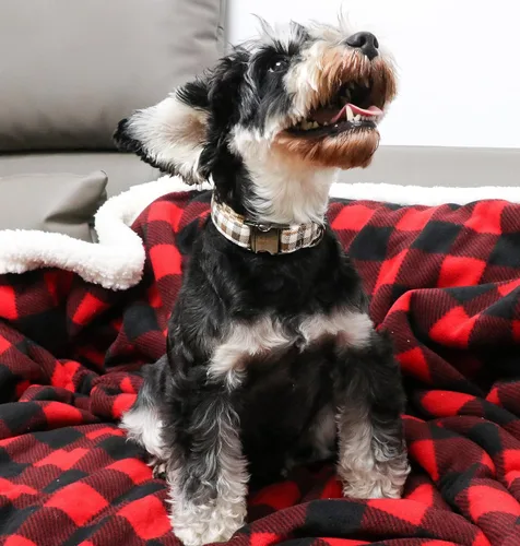Miniatura 5 de Unique style paws - Collar para perro con hebilla de metal, regalo para perros pequeños, medianos y grandes, a cuadros marrones