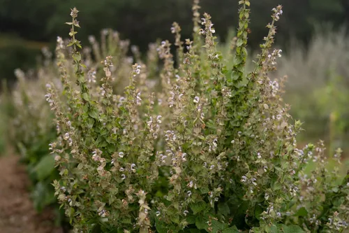 Miniatura 4 de Plant Good Seed Semillas orgánicas de salvia clara para plantar: hierba para cosméticos, flores moradas fragantes - Paquete de 50 semillas