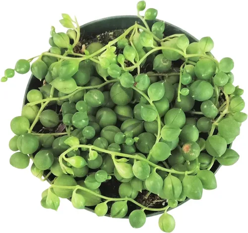 Miniatura 5 de String of Pearls Senecio Rowleyanus (maceta de plástico de 2 pulgadas) – La mejor planta de interior para decoración de hogar y oficina