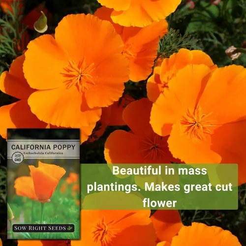 Miniatura 5 de Sow Right Seeds - Semillas de amapola de California para plantar - Paquete de semillas de reliquia sin OMG con instrucciones para cultivar un
