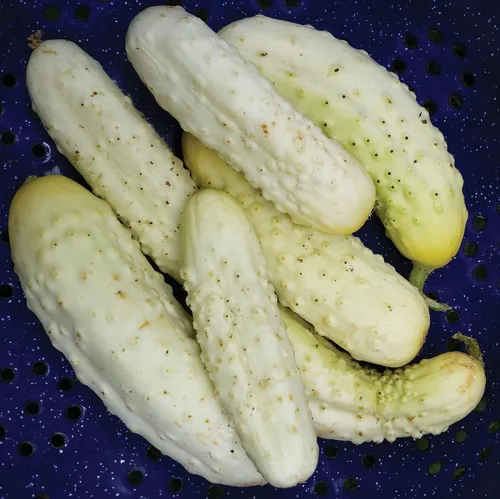 Miniatura 2 de Semillas de pepino blanco en vinagre Heirloom vegetal no transgénico