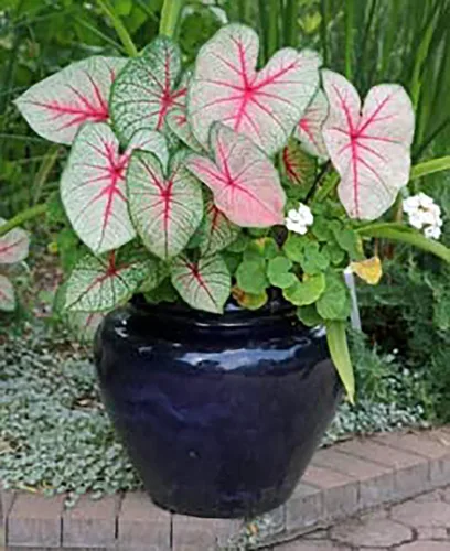 Miniatura 2 de Blaze - Bombillas de caladio para plantar, raíz de gran tamaño, follaje rojo y verde atrevido, resistentes en las zonas 9-11, caladio vibrante