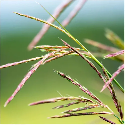 Miniatura 2 de Everwilde Farms - Semillas de hierba nativa Big Bluestem de 1 onza - Gold Vault