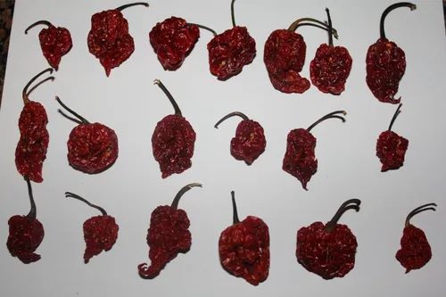 Miniatura 3 de Red Tail Scorpion Chili Peppers 10 cápsulas secas de semillas de Trinidad más 2 gratis, más picante que el pimiento fantasma