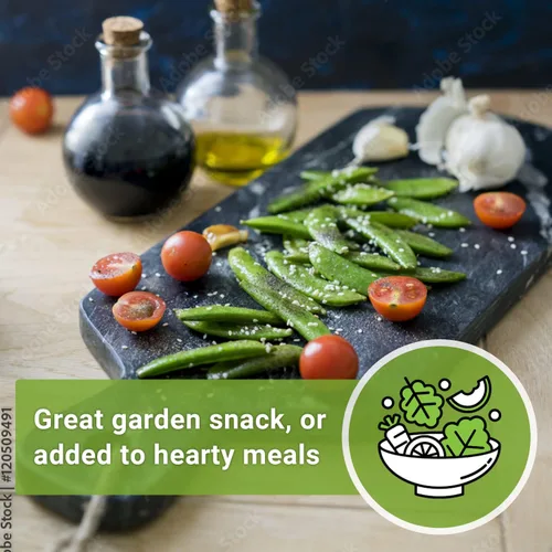 Miniatura 4 de Sow Right Seeds - Semillas de guisantes Sugar Snap para plantar - Paquete de reliquia sin OMG con instrucciones para plantar un huerto casero