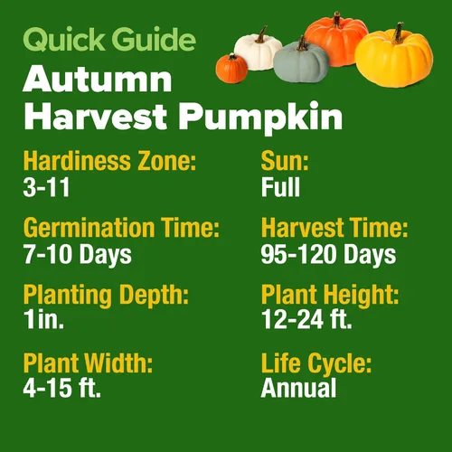 Miniatura 2 de HOME GROWN Semillas de calabaza 5 variedades, mezcla de 40+ reliquia sin OMG, alta germinación, campo de Connecticut, azul, blanco y mini calabazas