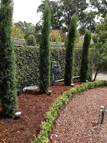 Miniatura 3 de Florida Foliage Árbol de ciprés italiano 40 plántulas vivas Cupressus Sempervirens Plantas formales elegantes de estilo mediterráneo, verde