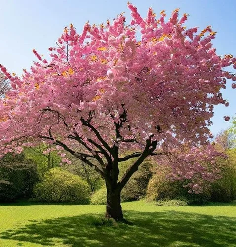 Prunus serrulata (Cereza Japonesa, Sakura, Cereza Colina, Cereza Oriental, Cereza de Asia Oriental) Semillas de árbol, Flores vistosas, Semillas de