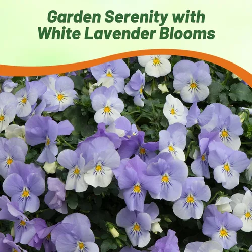Miniatura 4 de Outsidepride Cool Wave Frost Viola - Semillas de pensamiento para plantar, 15 piezas. Flores biennales, para propagar, resistentes al frío y aptas