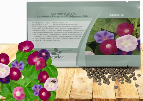 Outsidepride 250 Semillas Anuales Ipomoea Purpurea Morning Glory Fieldgrown Trepadoras Semillas de flores de vid para plantar