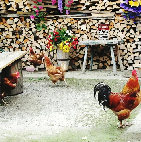 Miniatura 4 de Regalos divertidos para mujeres amantes de los pollos, entusiastas de la granja, cuidado con el pequeño raptor, letrero de metal para pollos, Rojo