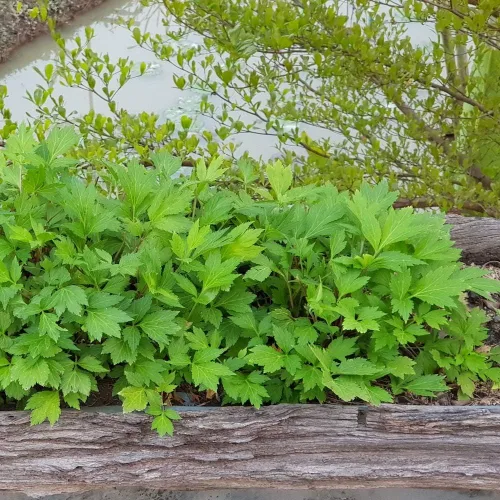 Miniatura 7 de Outsidepride Semillas de artemisa - 5000 piezas. Perenne, fácil de cultivar y tolerantes a la sequía, semillas de hierbas para plantar aromáticas