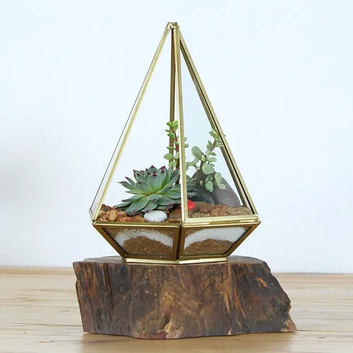 Miniatura 4 de Shop Succulents Colección única Suculentas vivas en el suelo Variedad seleccionada a mano Plantas reales de interior/exterior, paquete