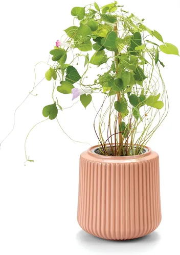 Miniatura 4 de Modern Sprout Kit de cultivo de flores, maceta de cerámica con sistema de cultivo hidropónico para interiores, ideal para decoración de sala