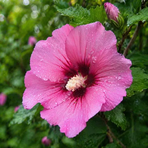 5 arbustos rosa afrodita rosa de Sharon Hibiscus (Althea) - Plantas vivas de 10 a 18 pulgadas de alto - Plántulas de arbustos/árboles florecientes -
