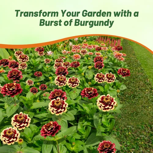 Miniatura 5 de Outsidepride - Zinnia Haageana, 50 semillas anuales, Aztec Burgundy Bicolor, flores bicolor para plantar, burdeos