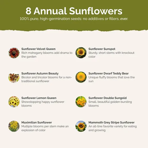 Miniatura 2 de Eden Brothers Sunny Flower - Semillas mixtas para plantar, 1 libra, más de 480,000 semillas con ojo de buey, Maximilian, girasol enano Atrae