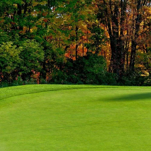 Semillas rastreras BentGrass, 5 libras