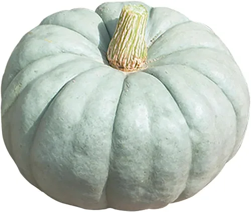 Jarrahdale - Semillas grandes de calabaza azul, de 6 a 10 libras, una de las calabazas más interesantes y decorativas, así como deliciosas