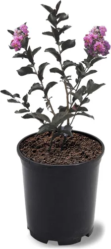 Miniatura 6 de American Plant Exchange Black Diamond Shell Pink Crape Myrtle Tree Live, maceta de 1 galón, 1-1.5 pies de alto, flores rosas vibrantes, tolerantes a
