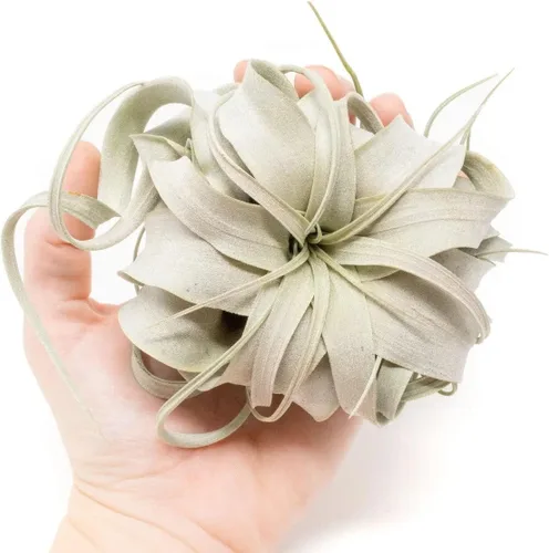 Miniatura 2 de Air Plant Shop Paquete de 6 mini Tillandsia Xerographica, al por mayor y a granel, suculentas, Tillandsia viva, plantas de interior y exterior