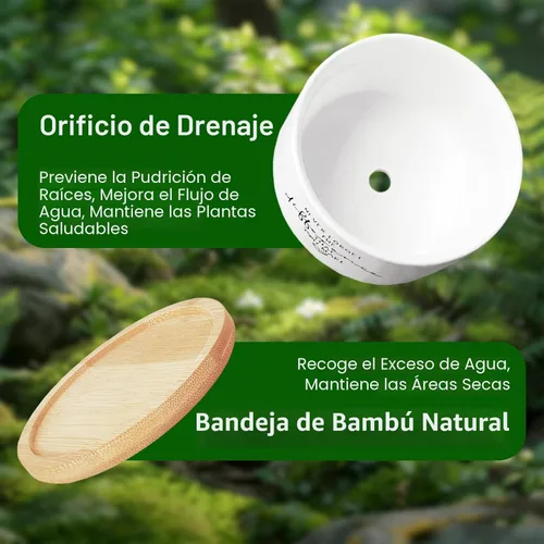 Miniatura 2 de DOFAFALA Maceta Graciosa para Suculentas, Maceta para Cactus, Regalos de Flores, Regalos Inspiradores de Apreciación para Amantes de Plantas, Nunca