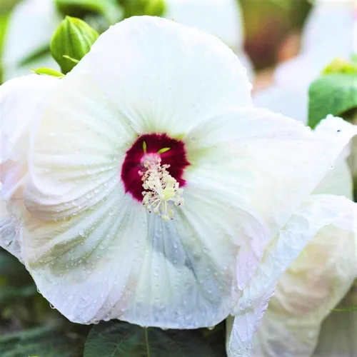 Miniatura 3 de Plantas de hibisco, planta viva de hibisco, plantas de hibisco resistentes vivas, de 8 a 12 pulgadas de alto, planta de flores perennes, desnudo
