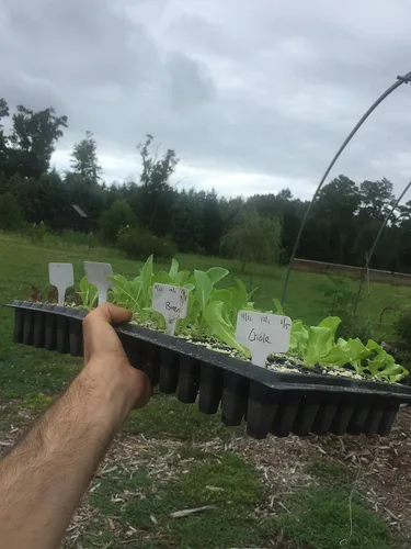 Miniatura 6 de Bootstrap Farmer Bandejas de inicio de semillas de 128 celdas extra fuertes, paquete de 5, bandeja de plántulas 1020 insertos